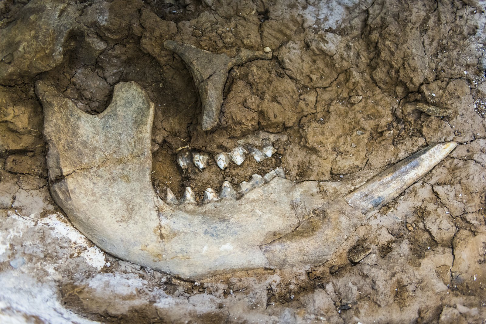 리버슬레이 화석 센터 (Riversleigh Fossil Centre)